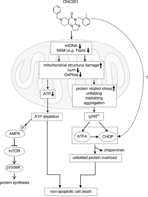 Figure 1: ONC201 kills breast cancer cells via caspase- and death receptor-independent mechanism.
