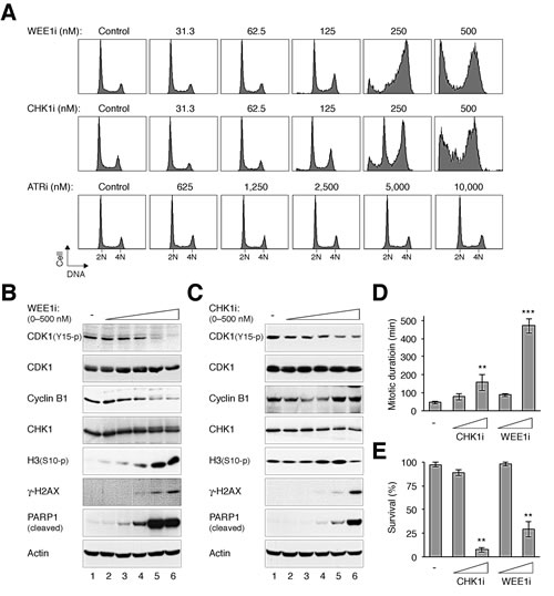 fig1