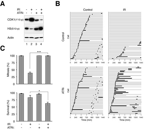 fig2