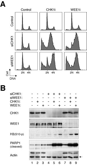 fig7