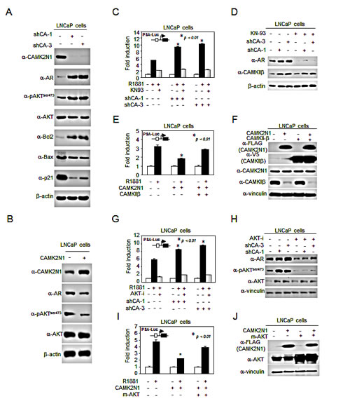 fig4