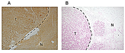 fig7