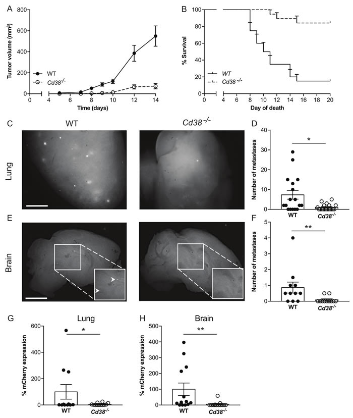 Figure 5: Loss of CD38 inhibits RMS melanoma primary tumor progression and spontaneous pulmonary and brain metastases.