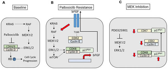 Figure 8: Modeling of palbociclib resistance in KRAS-mutant NSCLC cells and effects of MAP kinase pathway inhibition. A.