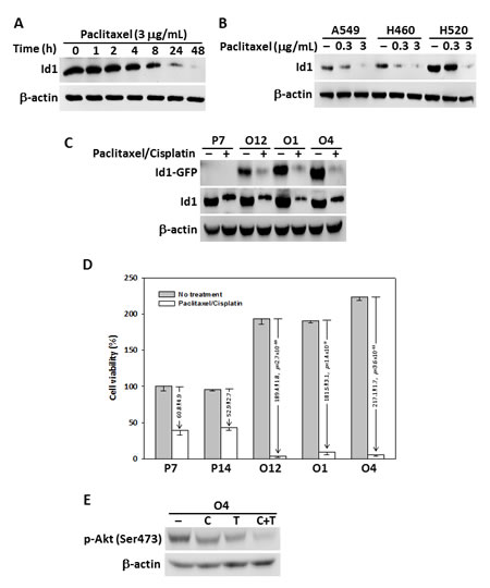FIG1