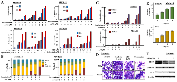 Figure 6: ATO induces poly-ubiquitination and degradation of FLT3. A., B.