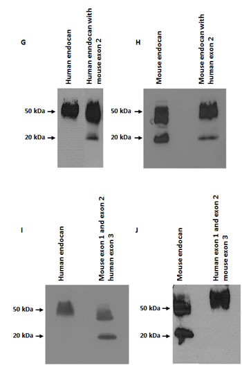 fig2b