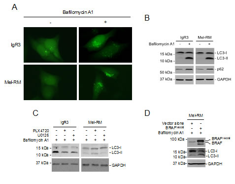 fig4