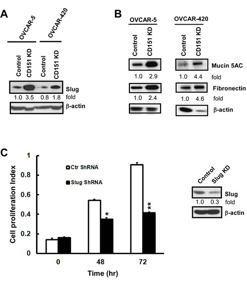 FIG6