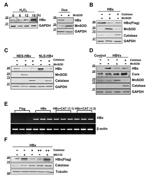 FIG1