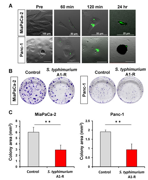fig2