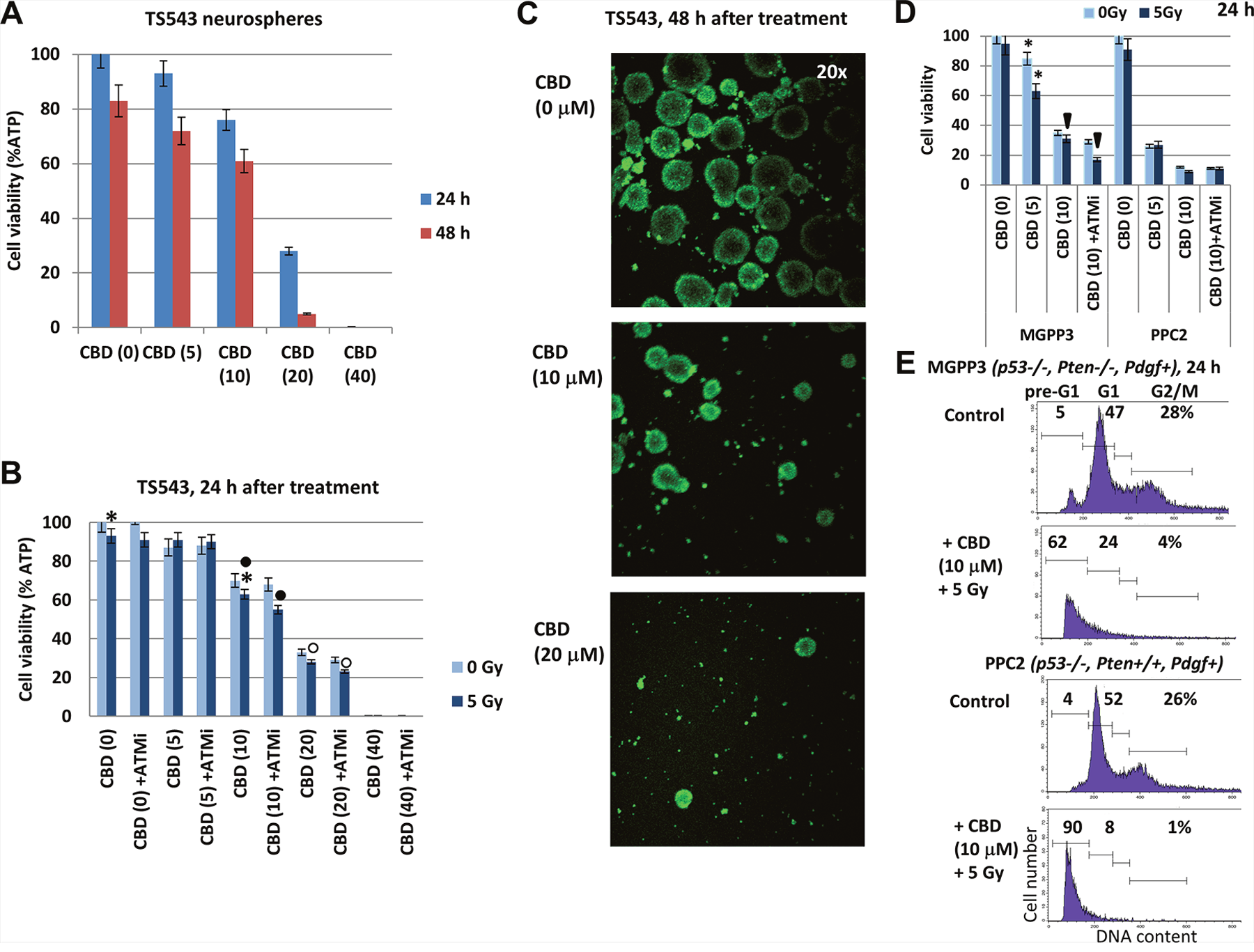Figure 11: The viability of TS543 human glioma spheroid cultures following treatments with CBD, ATM inhibitor (ATMi), and &gamma;-irradiation (5 Gy), alone or in combination. (A)
