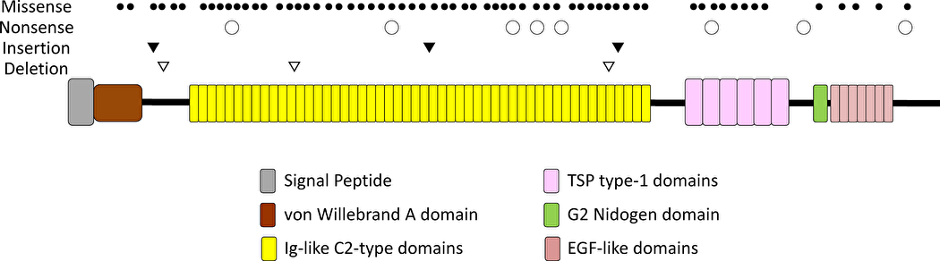 A schematic of the domains of human HMCN1 (hemicentin-1).