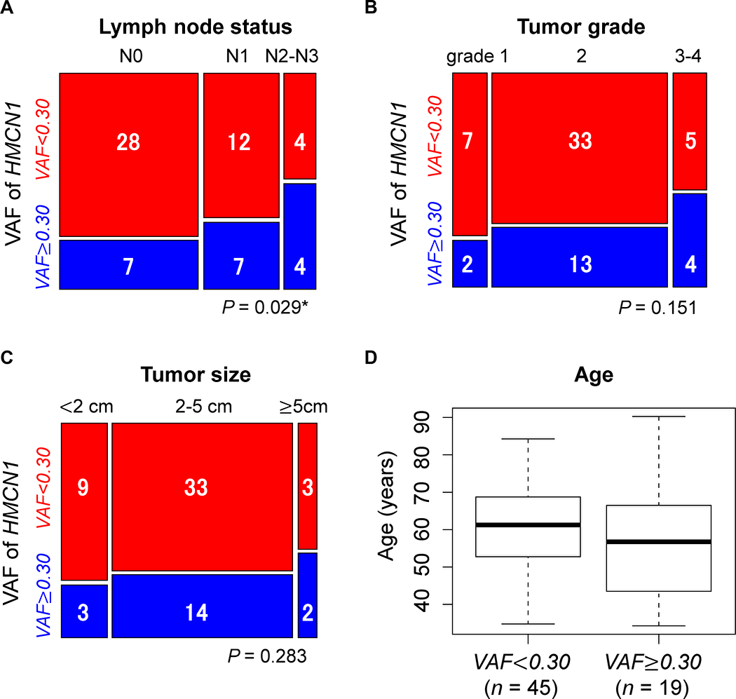 Associations of the HMCN1 variant allele frequency (VAF) with clinical characteristics of (A) lymph node status, (B) tumor grade, (C) tumor size, and (D) patient age. Samples were divided into two groups using a VAF cutoff of 0.30 (n = 45 and ≥ 0.30, blue, n = 19). Blue and red squares in mosaic plots indicate sample counts from the higher and lower VAF groups, respectively. In the TCGA dataset, the lymph node status for two cases were not provided. The asterisk indicates statistical significance.