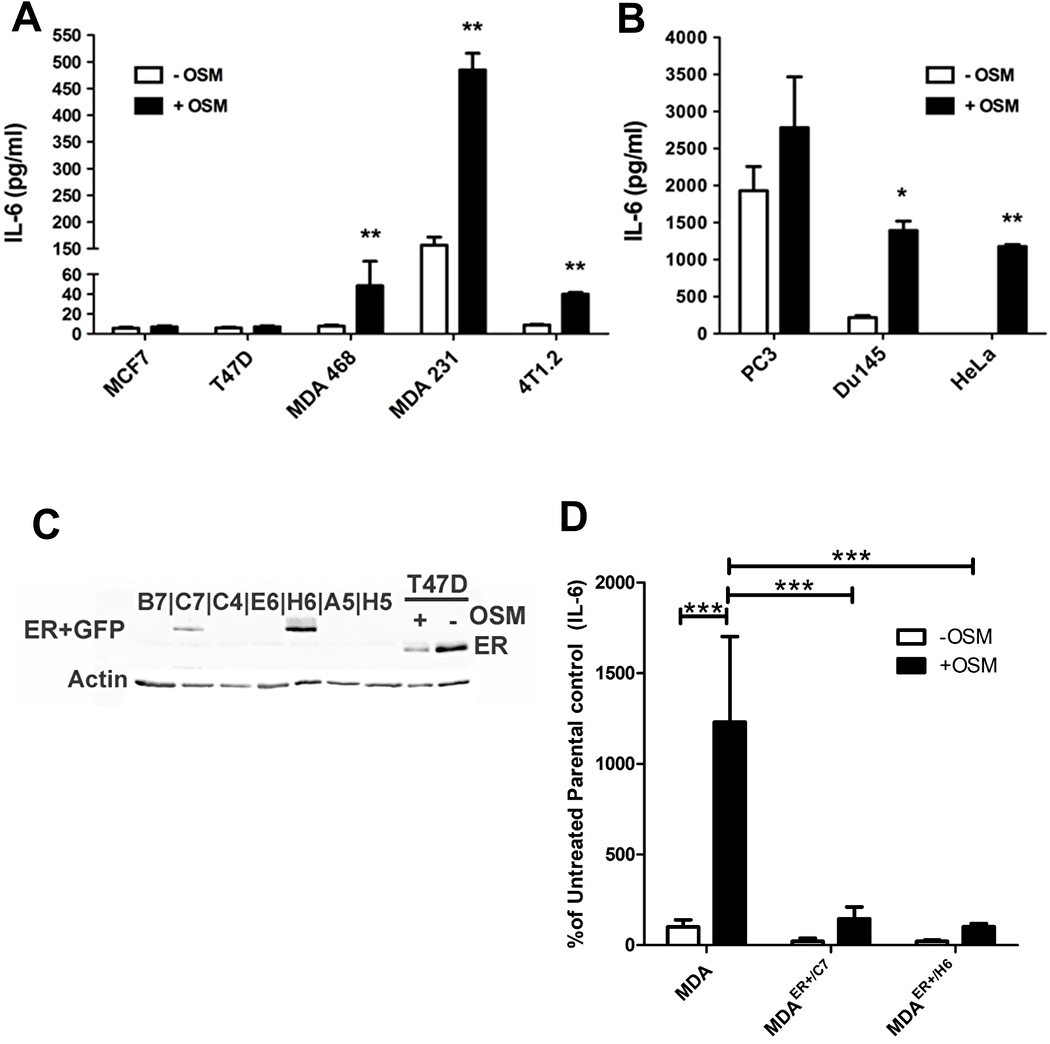 OSM induces IL-6 secretion in an ER-dependent manner