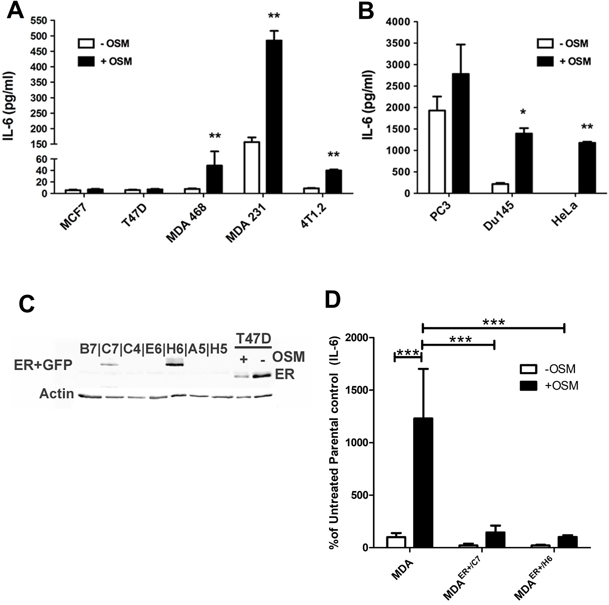 OSM induces IL-6 secretion in an ER-dependent manner.