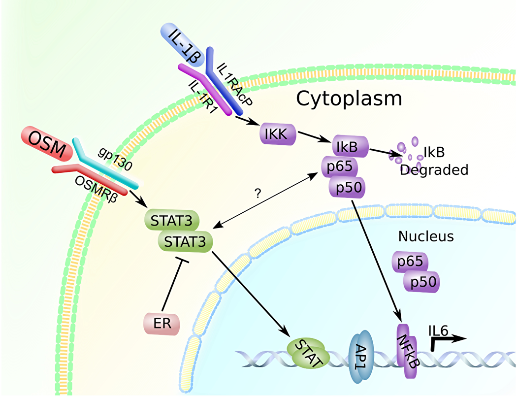 OSM and IL-1β promote IL-6 expression in a breast cancer cell-subtype specific manner