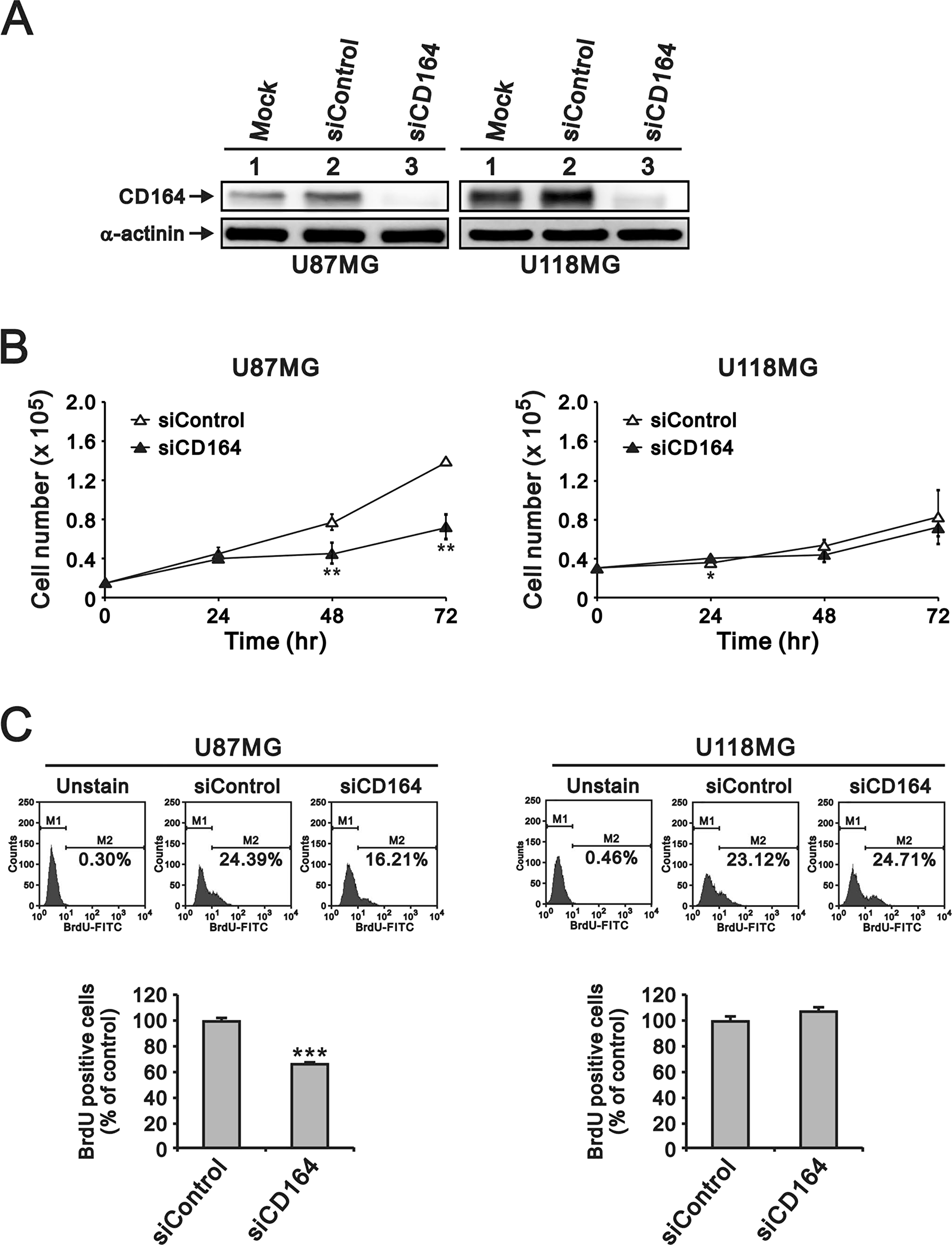 Depletion of CD164 expression decreases proliferation in GBM cells.
