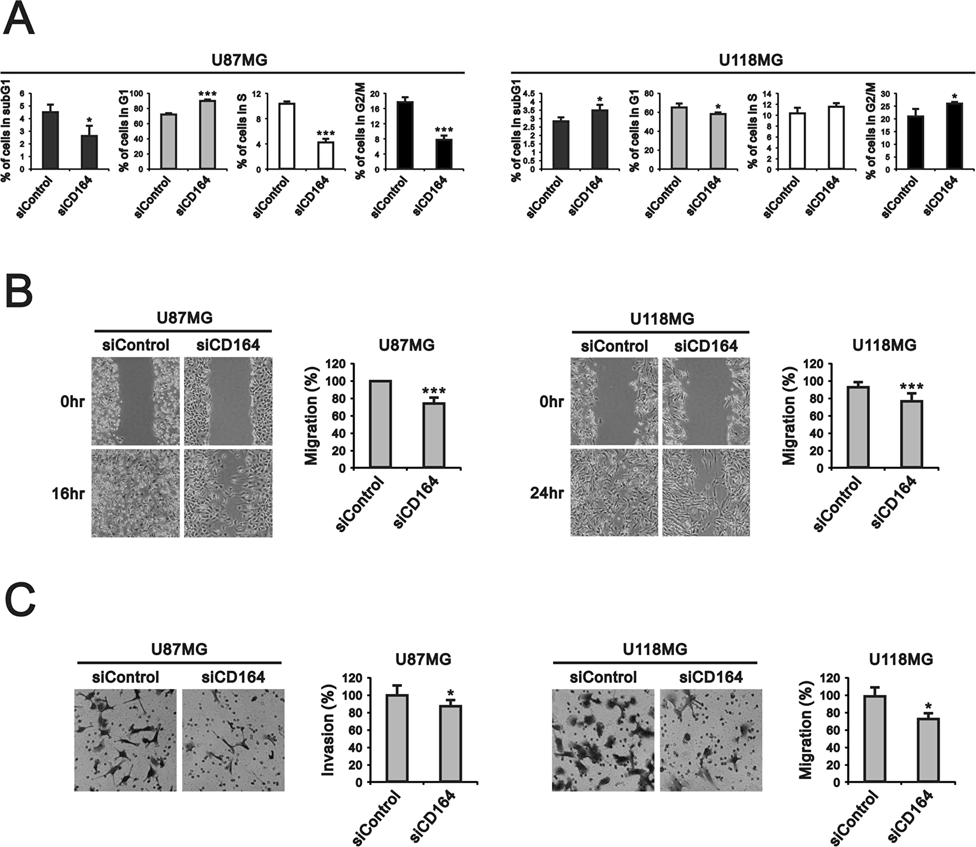 CD164 knockdown alters cell cycle profile and inhibits migration and invasion in GBM cells.