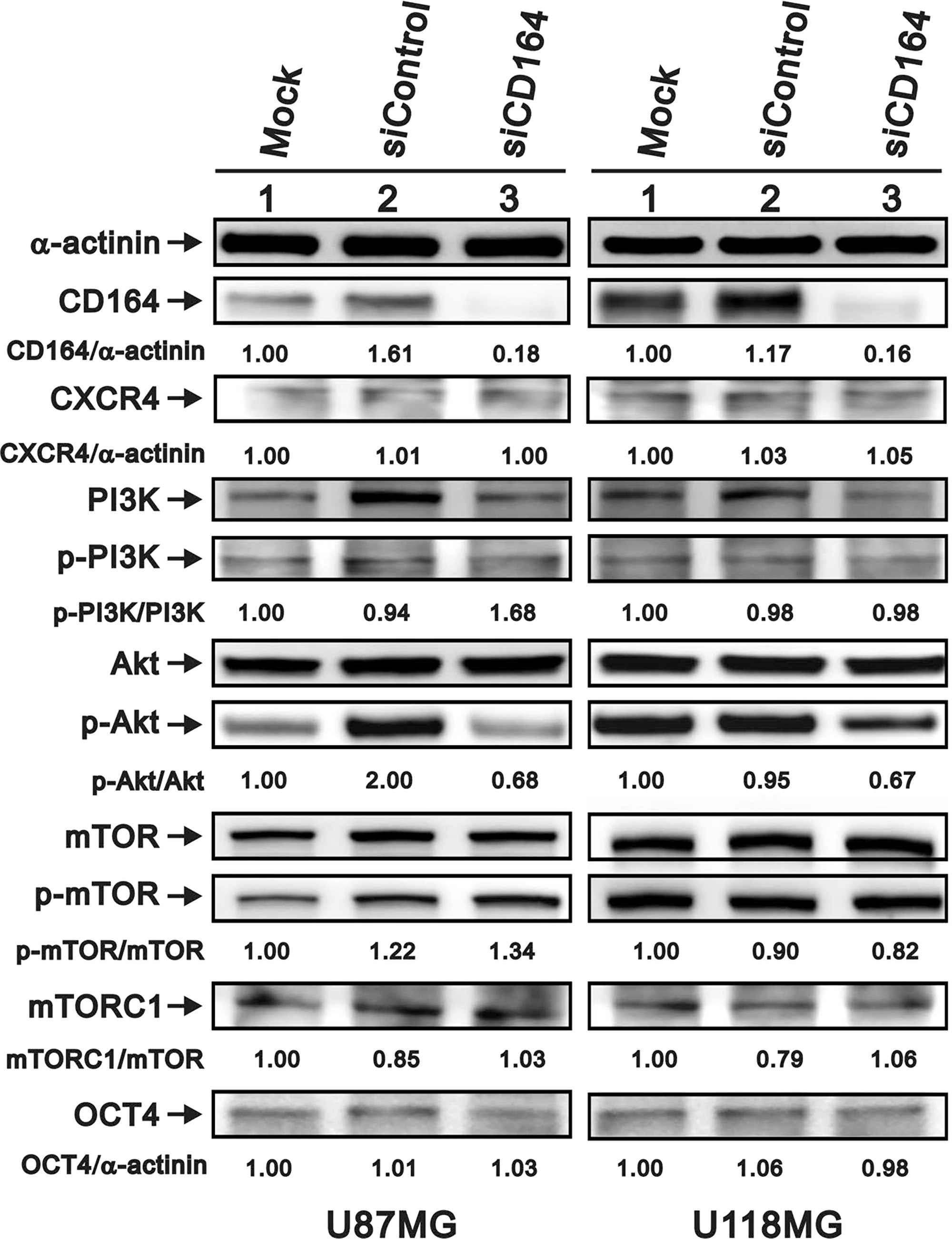 Effects of CD164 knockdown on the CXCR4/PI3K/Akt signaling pathway.