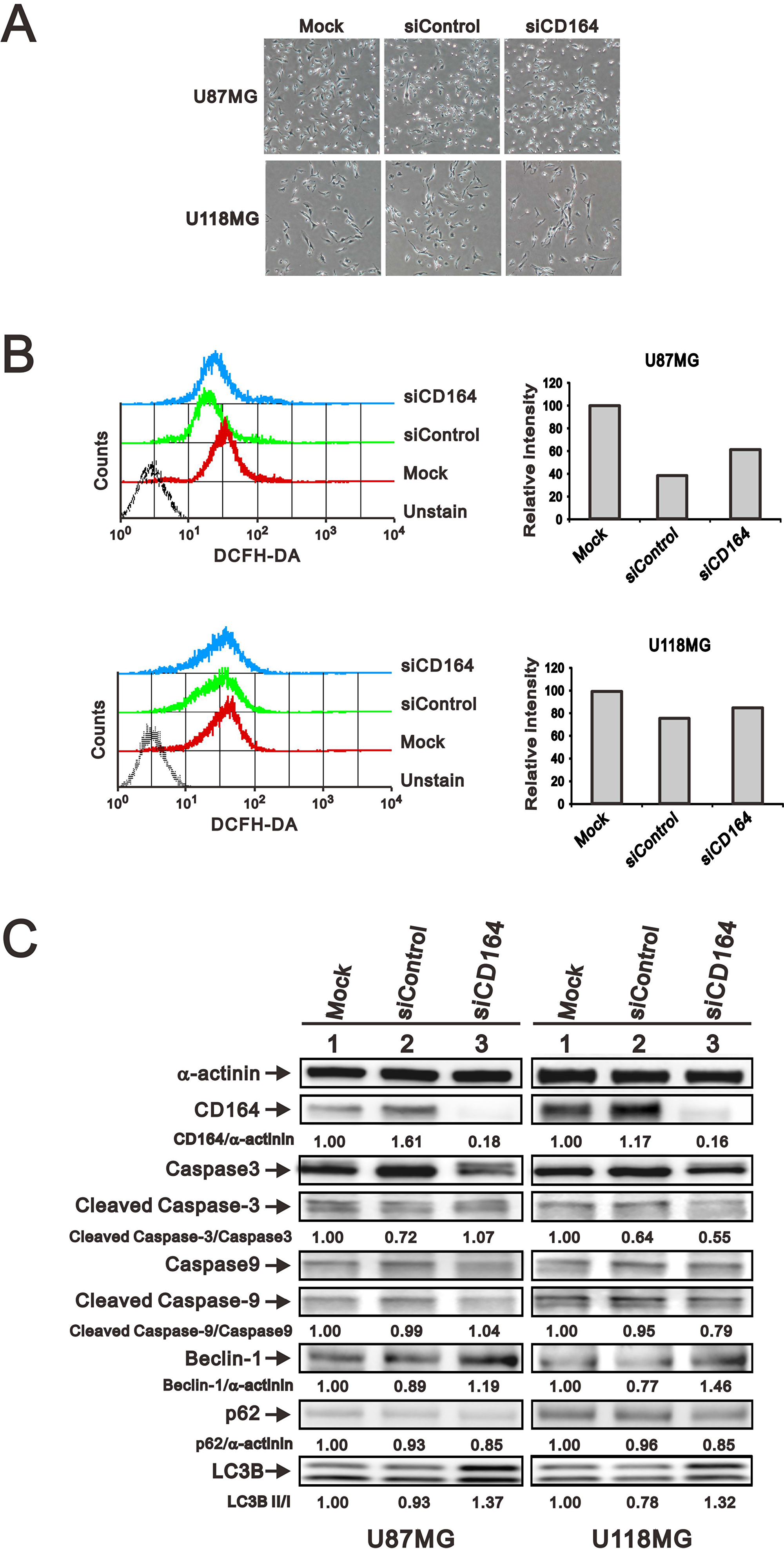 Effects of CD164 depletion on apoptosis, autophagy, and senescence in GBM cells.