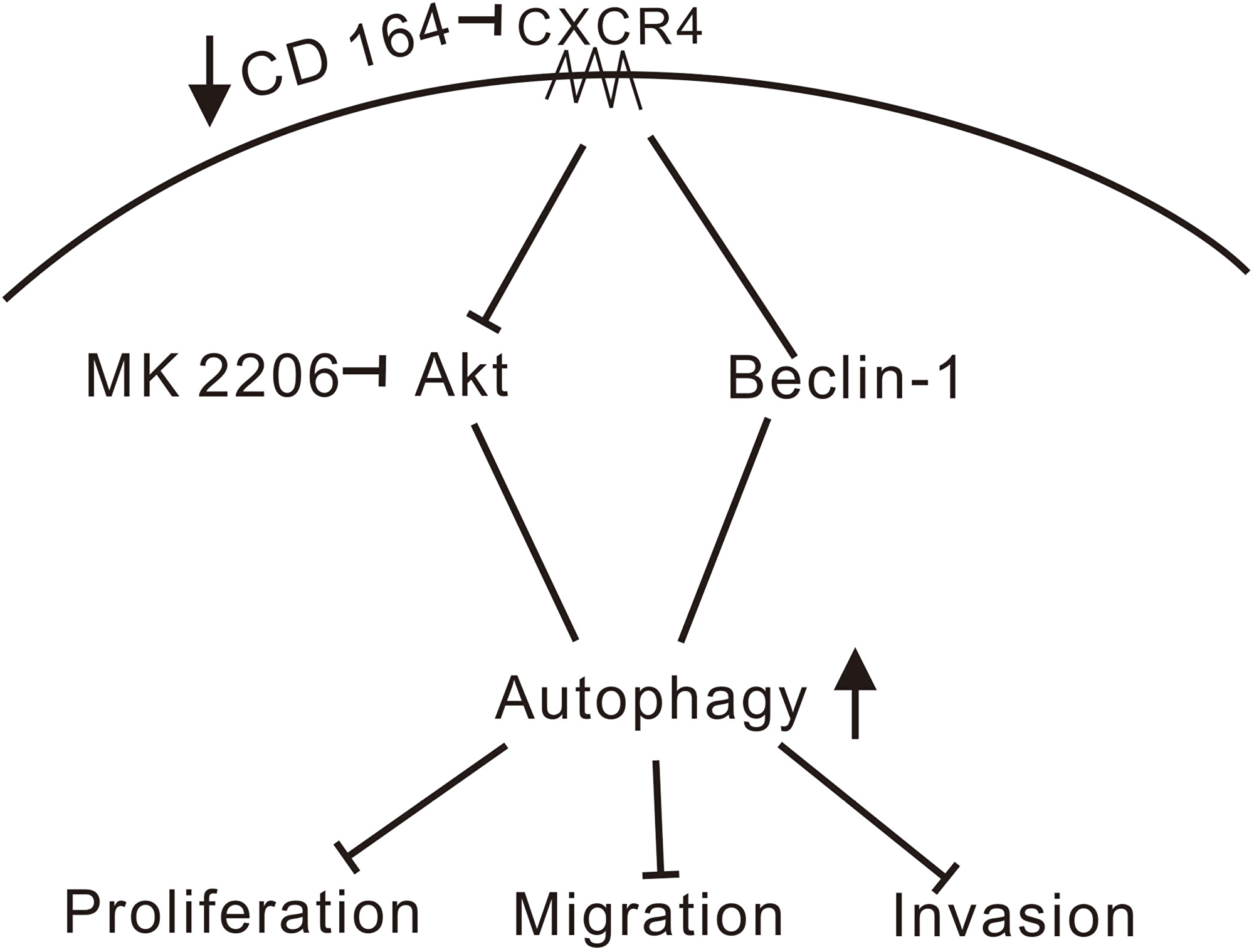 Schematic model of signaling pathways affected by CD164 in GBM.
