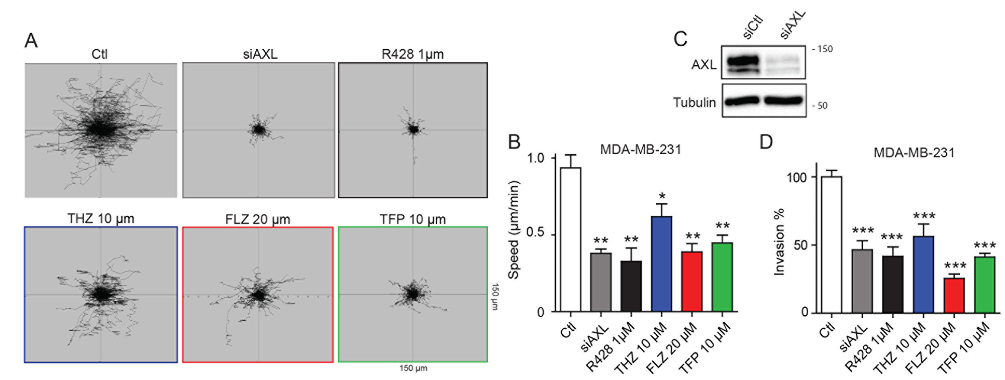 Treatments with THZ, FLZ and TFP reduces the migration potential of TNBC cells.