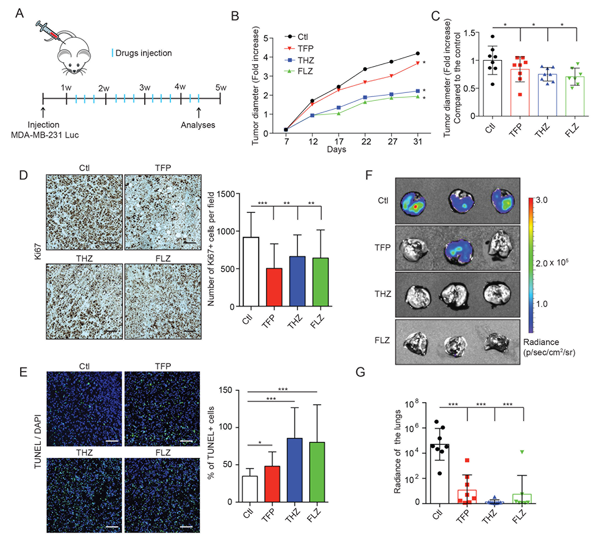 THZ, FLZ and TFP treatments reduce tumor growth and metastasis in vivo.
