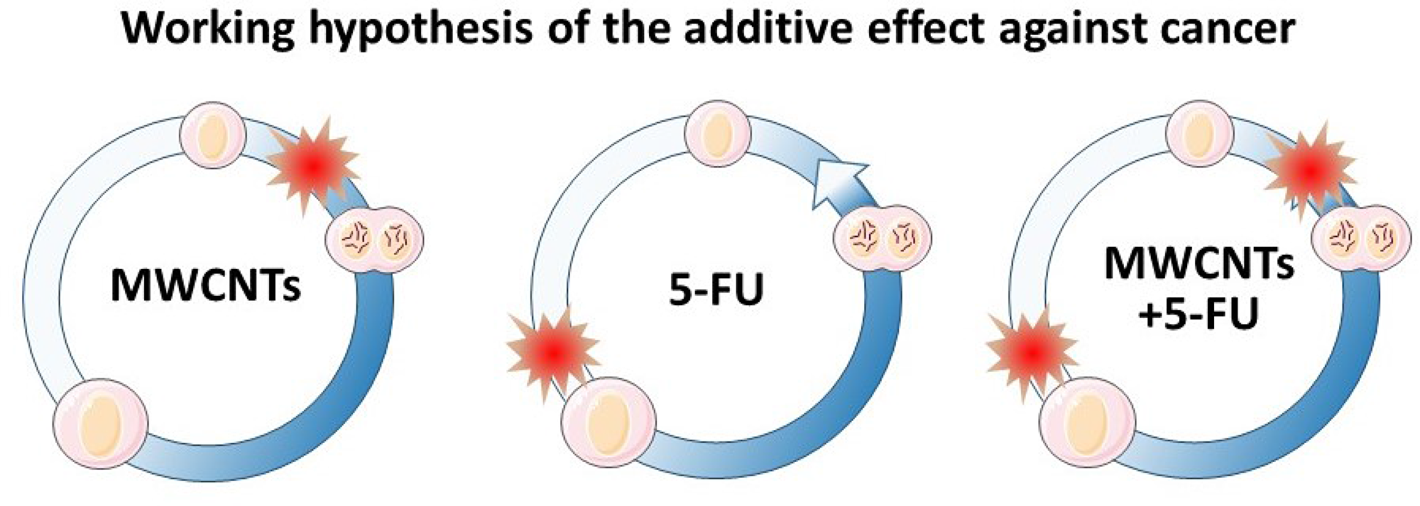 Cell cycle MWCNTs and 5-FU blockage points.