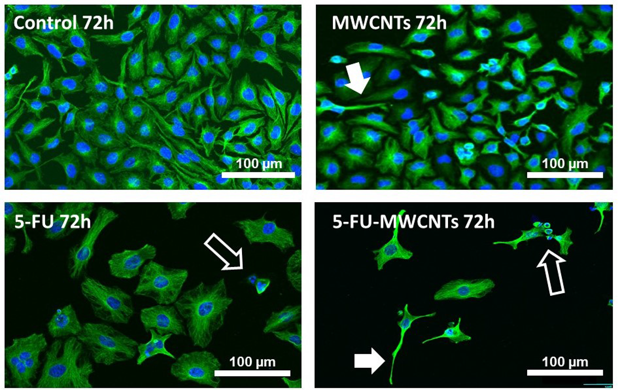 Anti-proliferative and cytotoxic effect of 5-FU-MWCNTs in vitro.