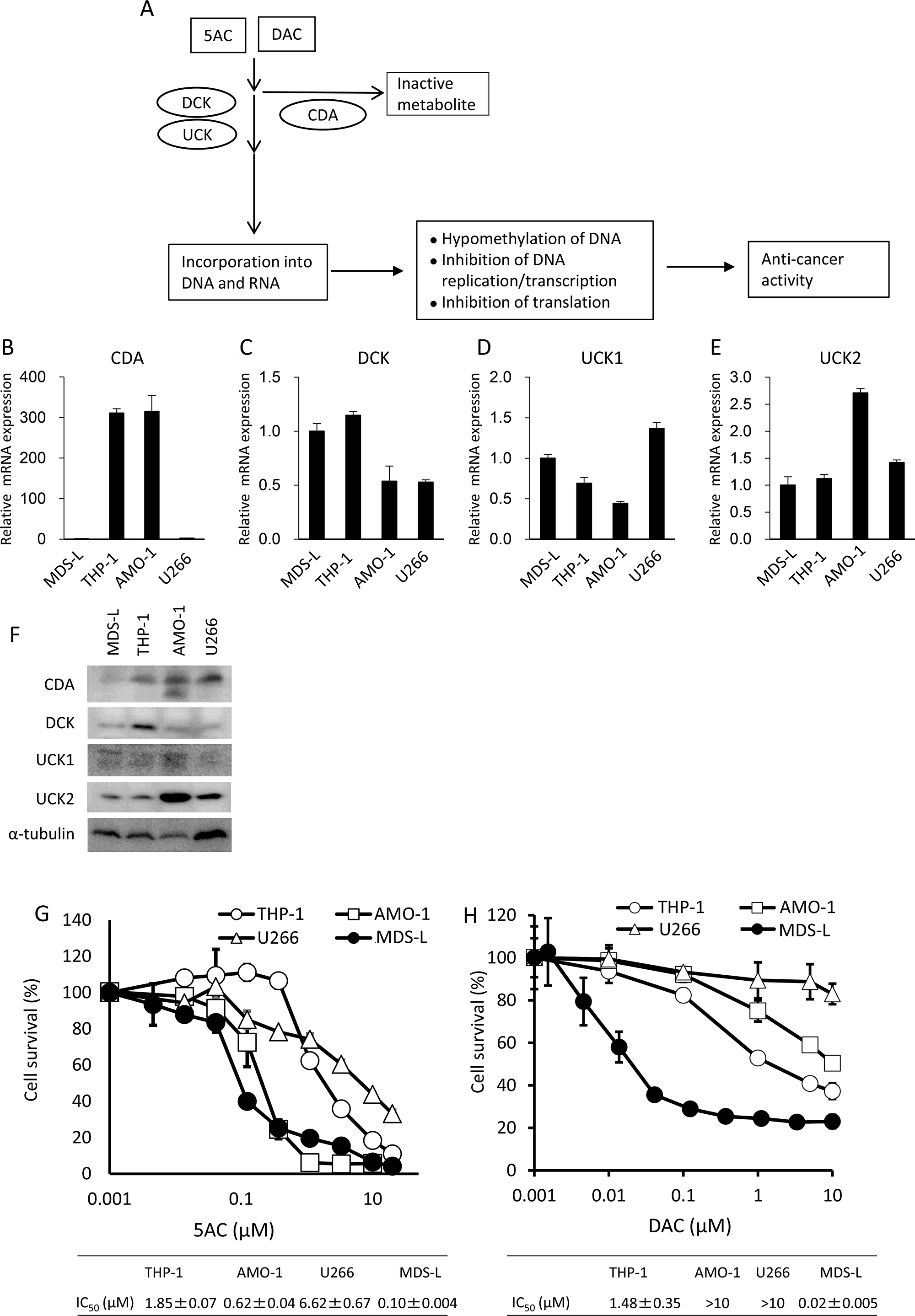 An MDS-derived cell line, MDS-L, is highly susceptible to cytotoxicity from DNA hypomethylating agents.