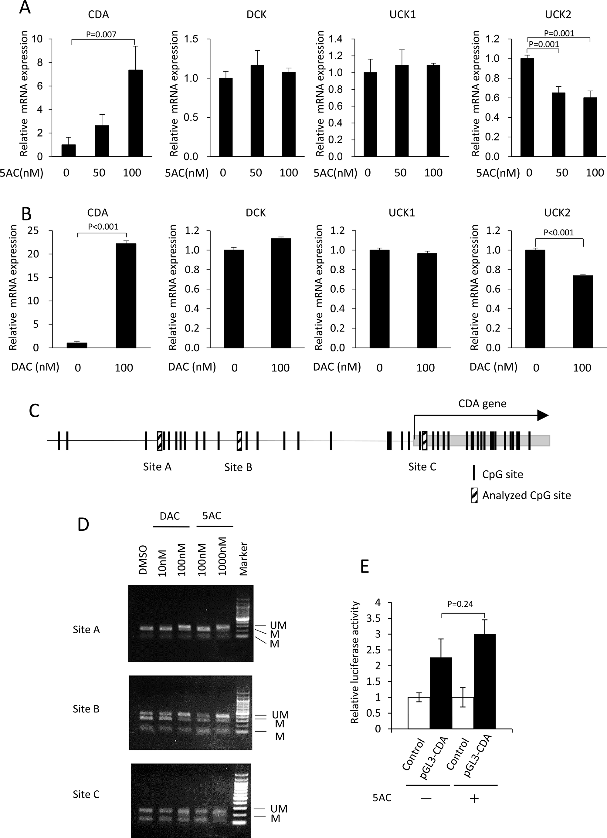 Treatment with 5AC induced the expression of CDA, together with the demethylation of the CpG site in the 5′-flanking region of the CDA gene.