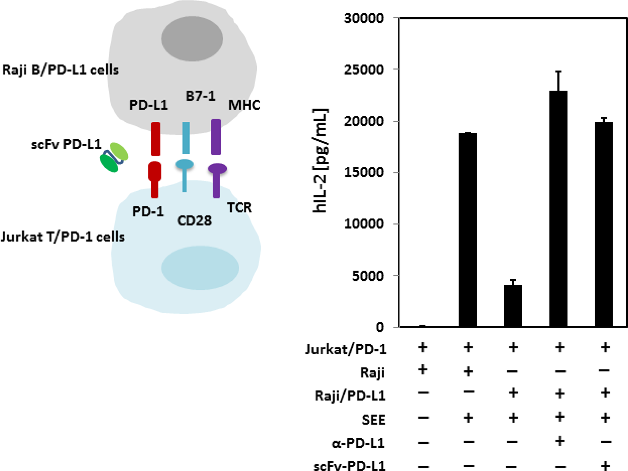 In vitro immune function of scFv PD-L1.