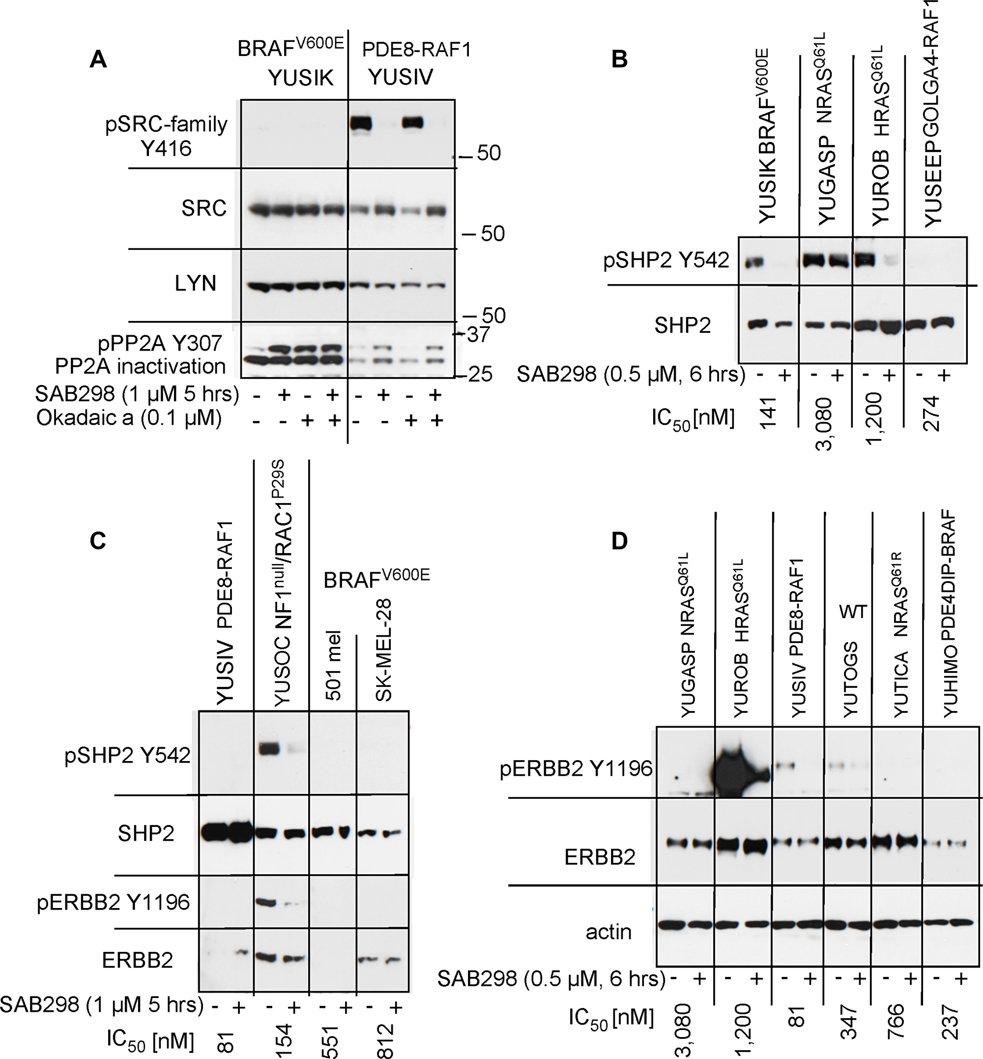 SAB298 inactivates PP2A, SHP2 via ERBB2 inhibition.