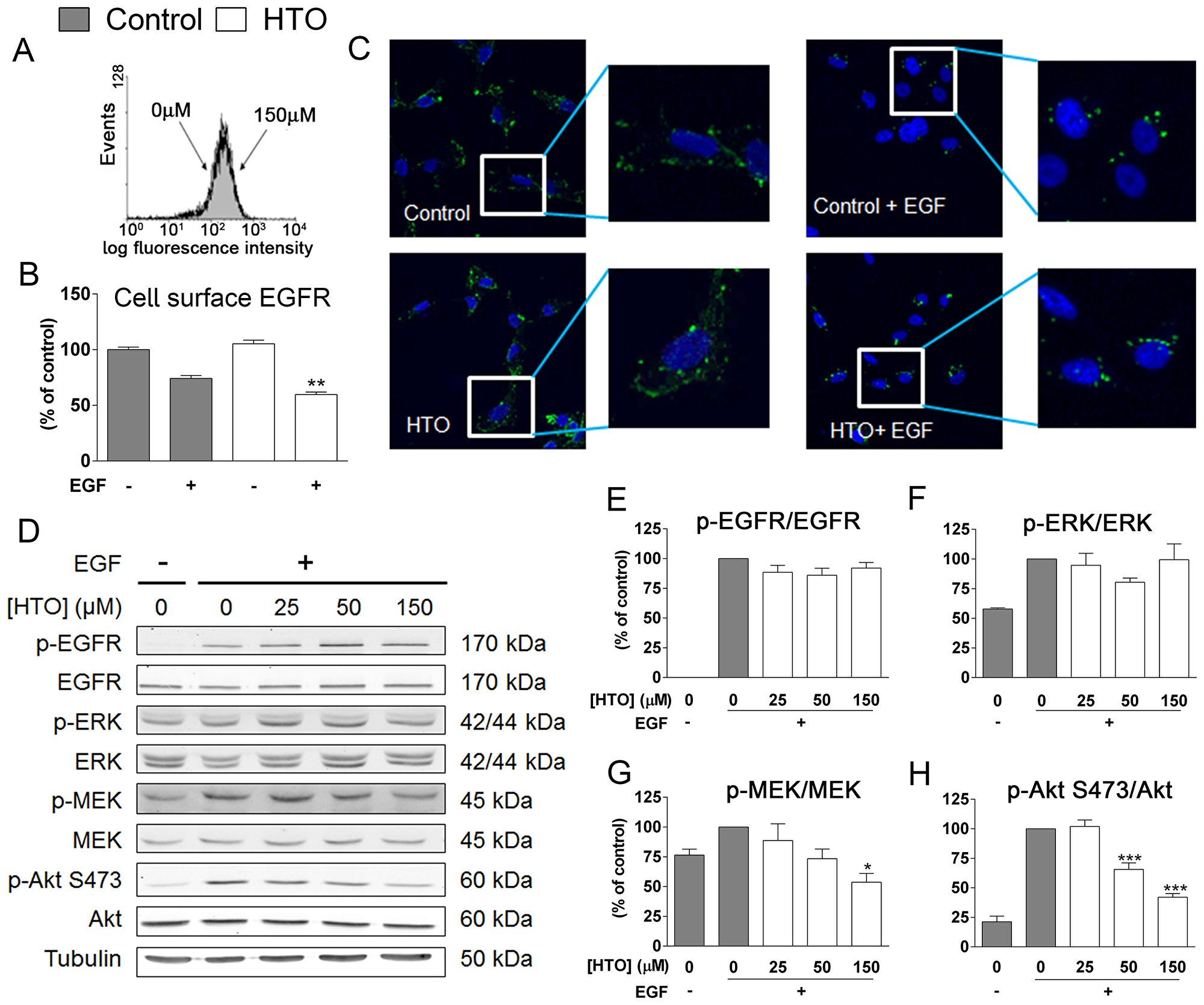 The effect of HTO on EGFR signaling.