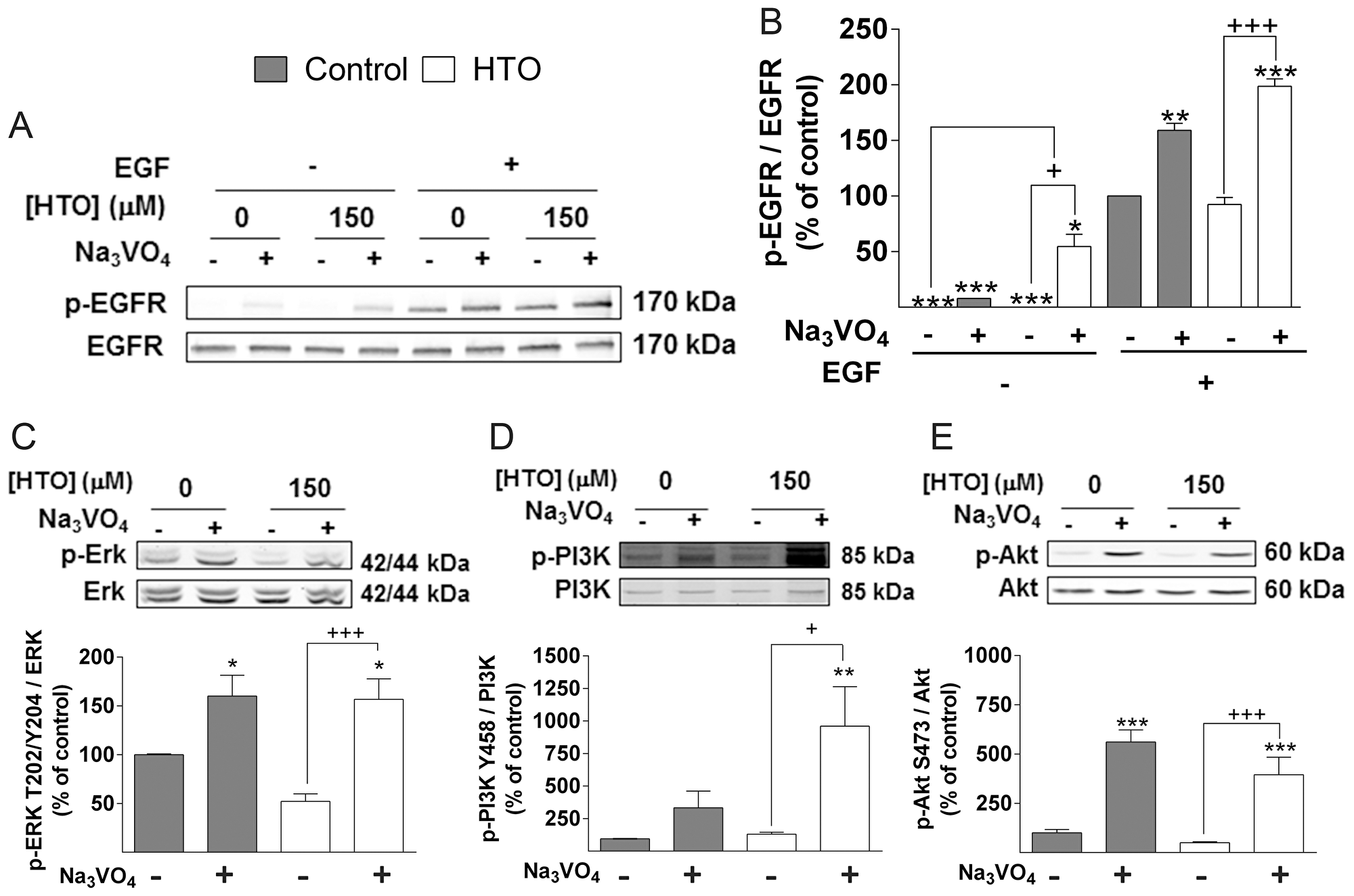 Effect of HTO on phosphatases.