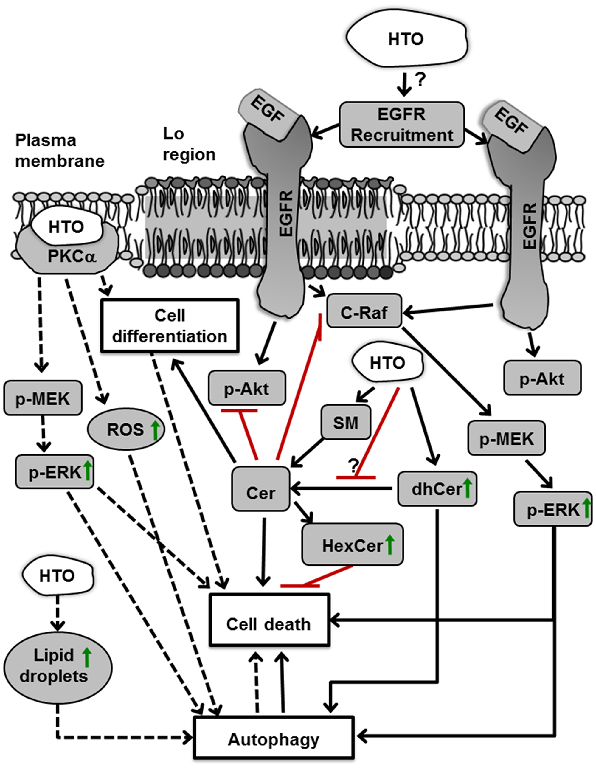 Molecular and cellular effects of HTO.