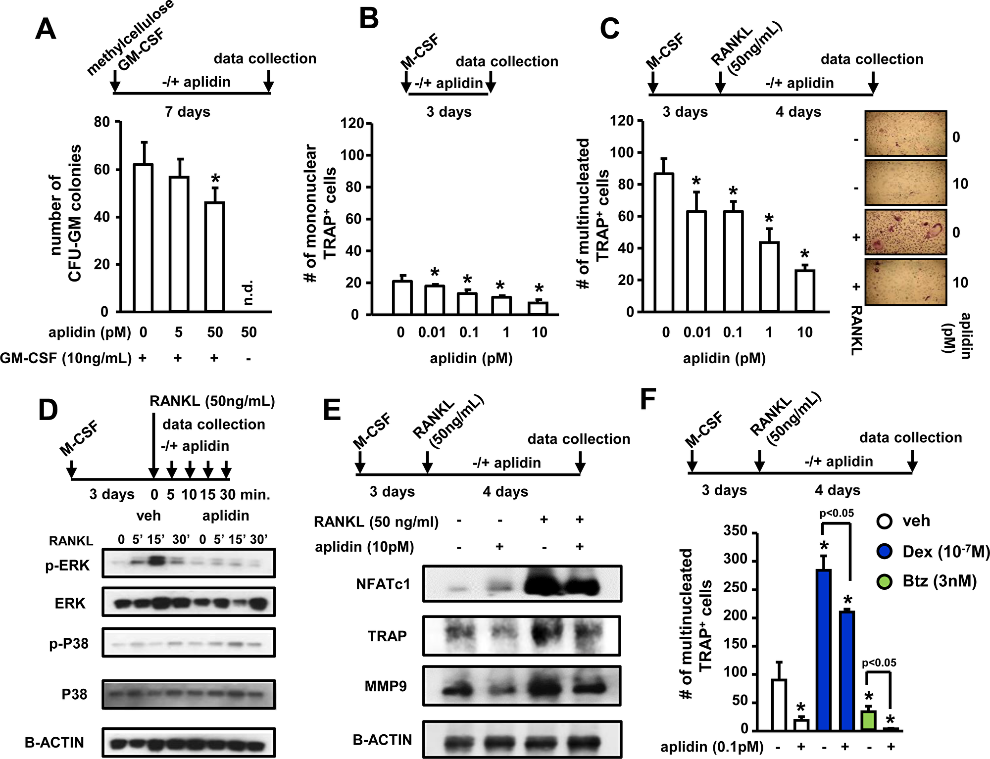 Aplidin inhibits osteoclast precursor expansion and differentiation.