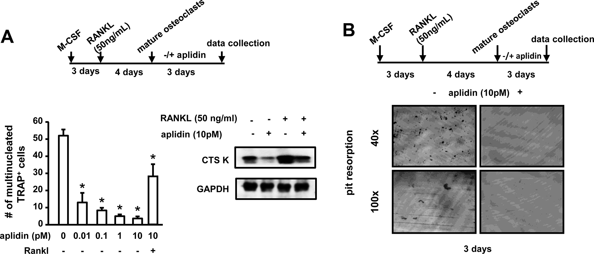 Aplidin decreases the number and activity of mature osteoclasts.