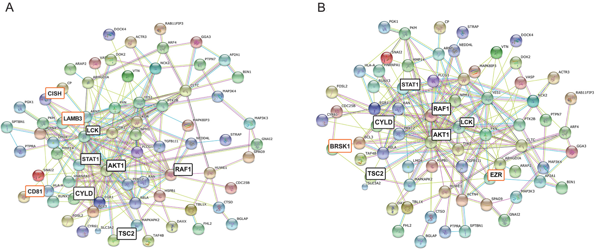(A) Deduced molecular associations related to integrin-mediated interactions, based on PathwayCommons analysis. (B) Deduced molecular associations related to LKB1-mediated interactions. Disconnected nodes are not shown. Major core molecules are highlighted with black; differences between integrin- and LKB-1 related networks (B) are highlighted with orange.