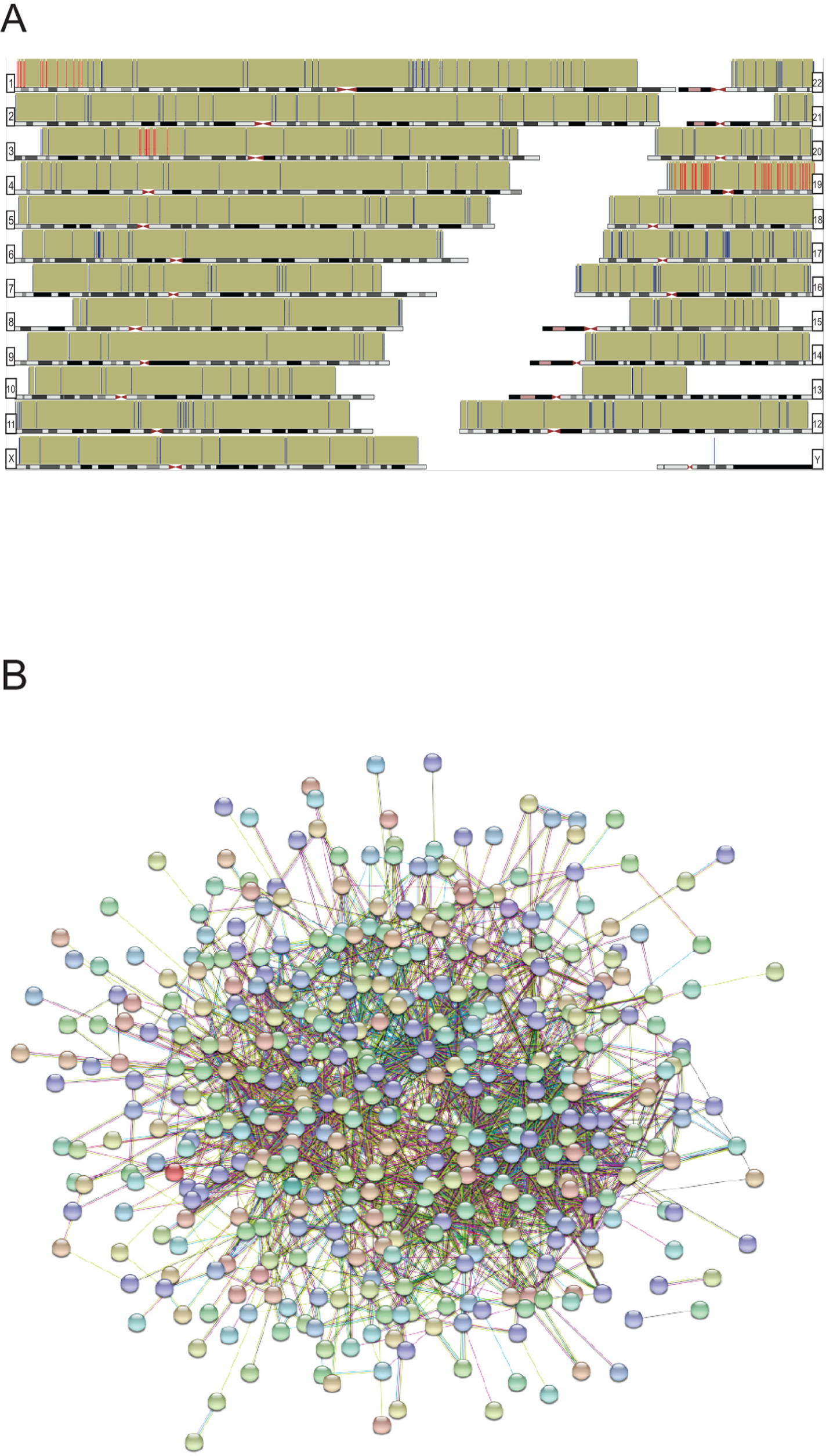 (A) Genomic distribution of the differentially reactive antigens (hg38). Chromosomal locations are represented with bars; red bars indicate enriched regions, according to GSEA database. (B) Deduced protein-protein associations of all mapped (n=502) differentially reactive proteins, based on String database. Only connected nodes are shown as bubbles.