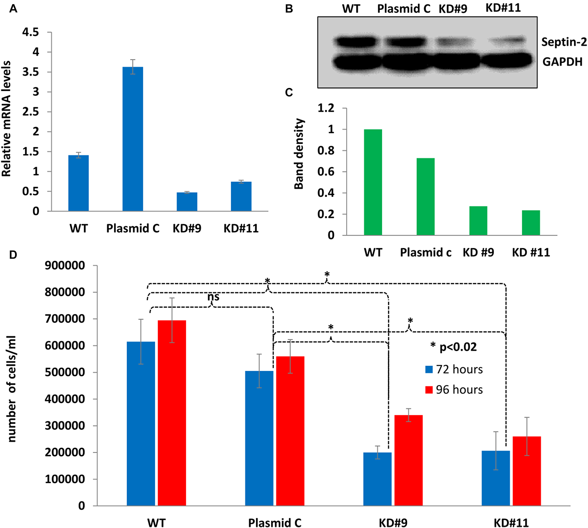 Stable septin-2 knockdown shows a decrease in proliferation.