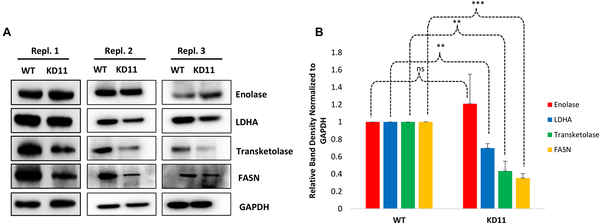 Verification of enriched proteins identified by proteomic analysis.