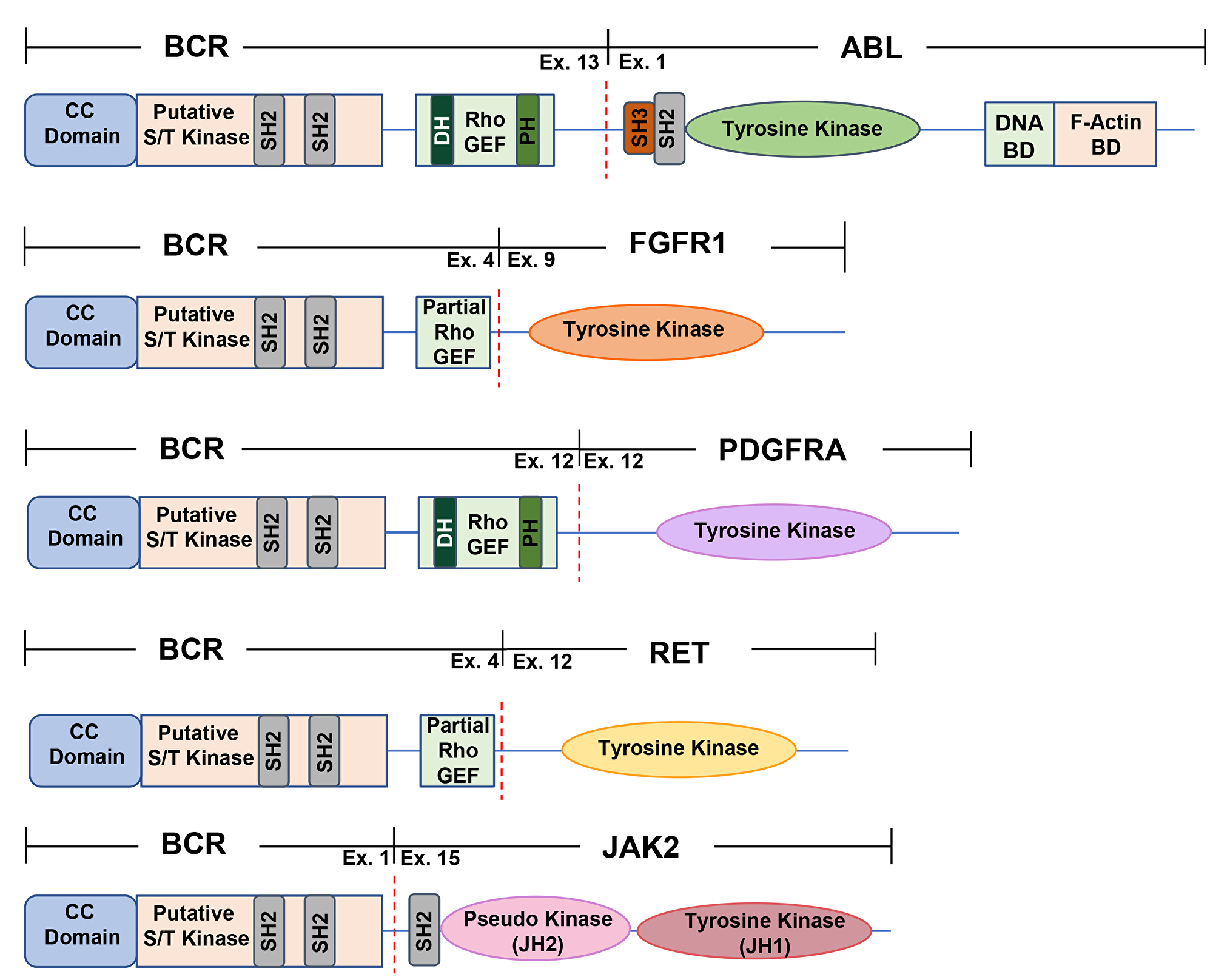 A schematic representation of commonly found BCR fusion proteins.