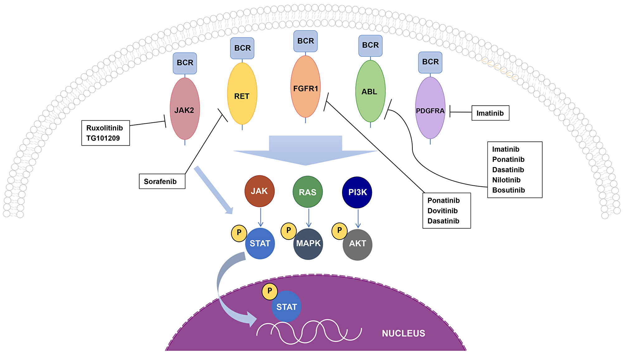 Oncogenic BCR fusion proteins and cellular signaling cascades.