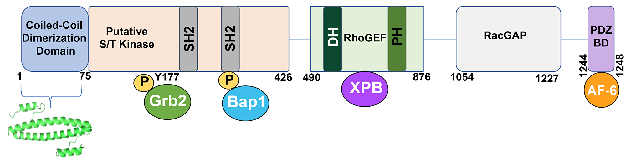 A schematic representation of the BCR protein.