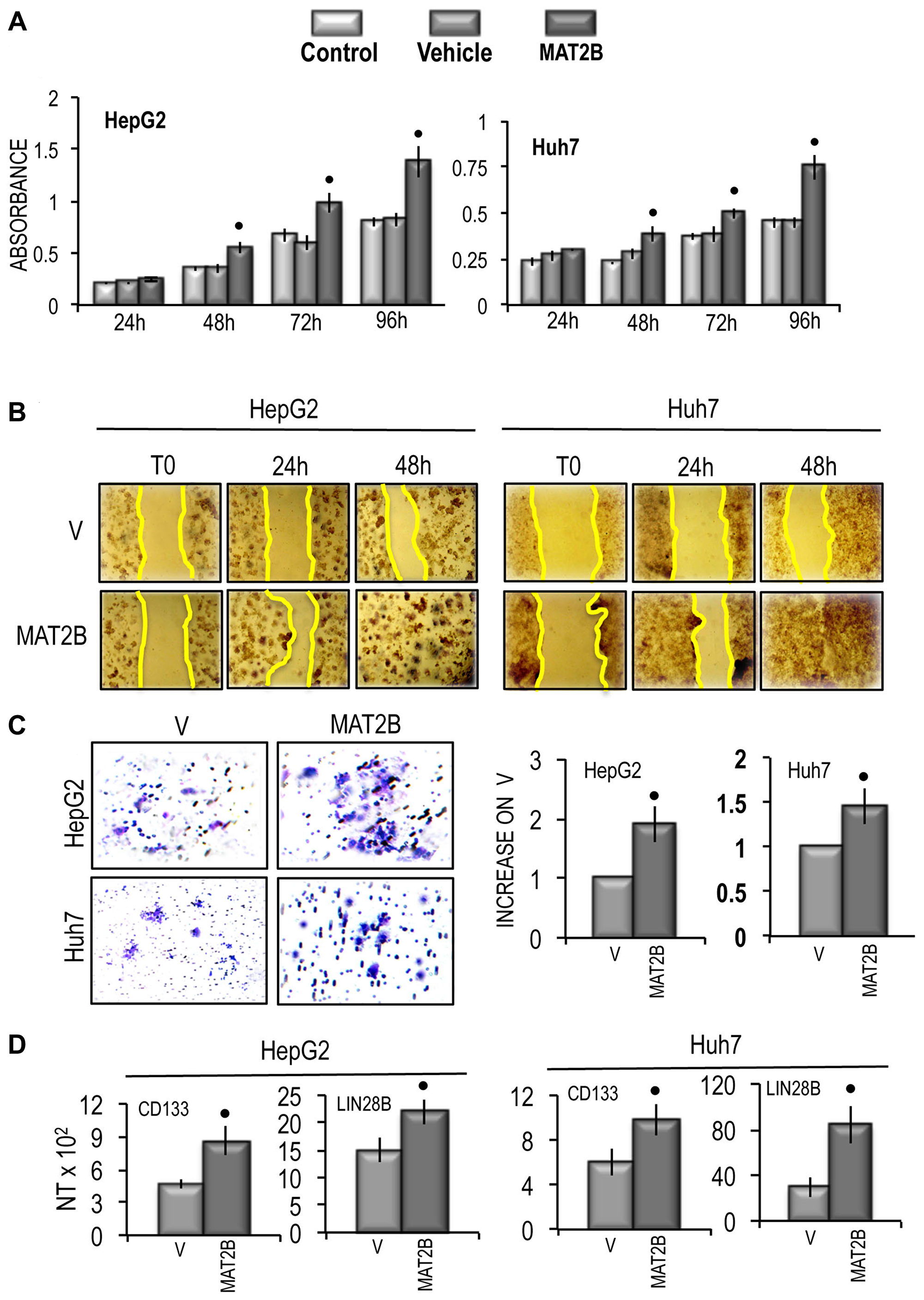 Effect of MAT2B transfection on HepG2 and Huh7 cell viability, cell migration and cell invasivity in vitro and of the expression of CD133 and LIN28B.