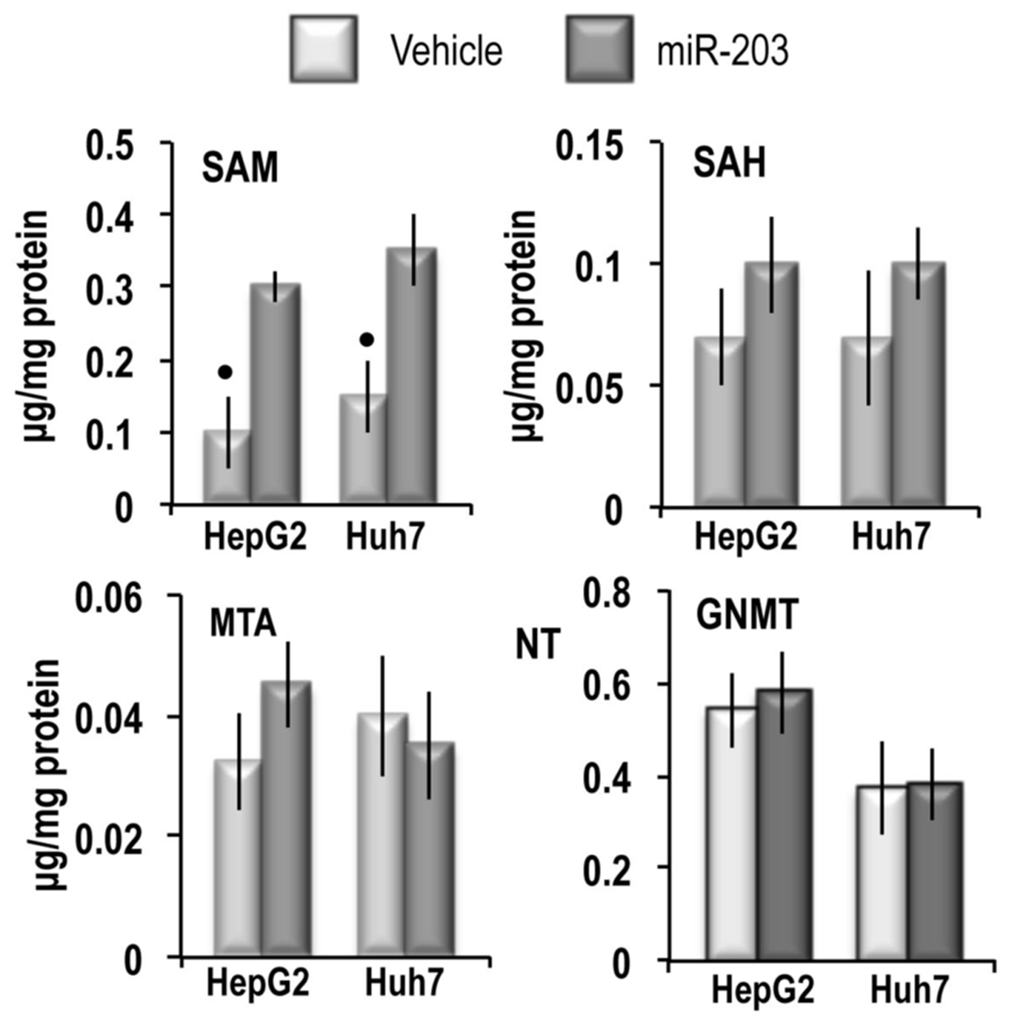 SAM, SAH and MTA content and GNMT expression in HepG2 and Huh7 cell lines.