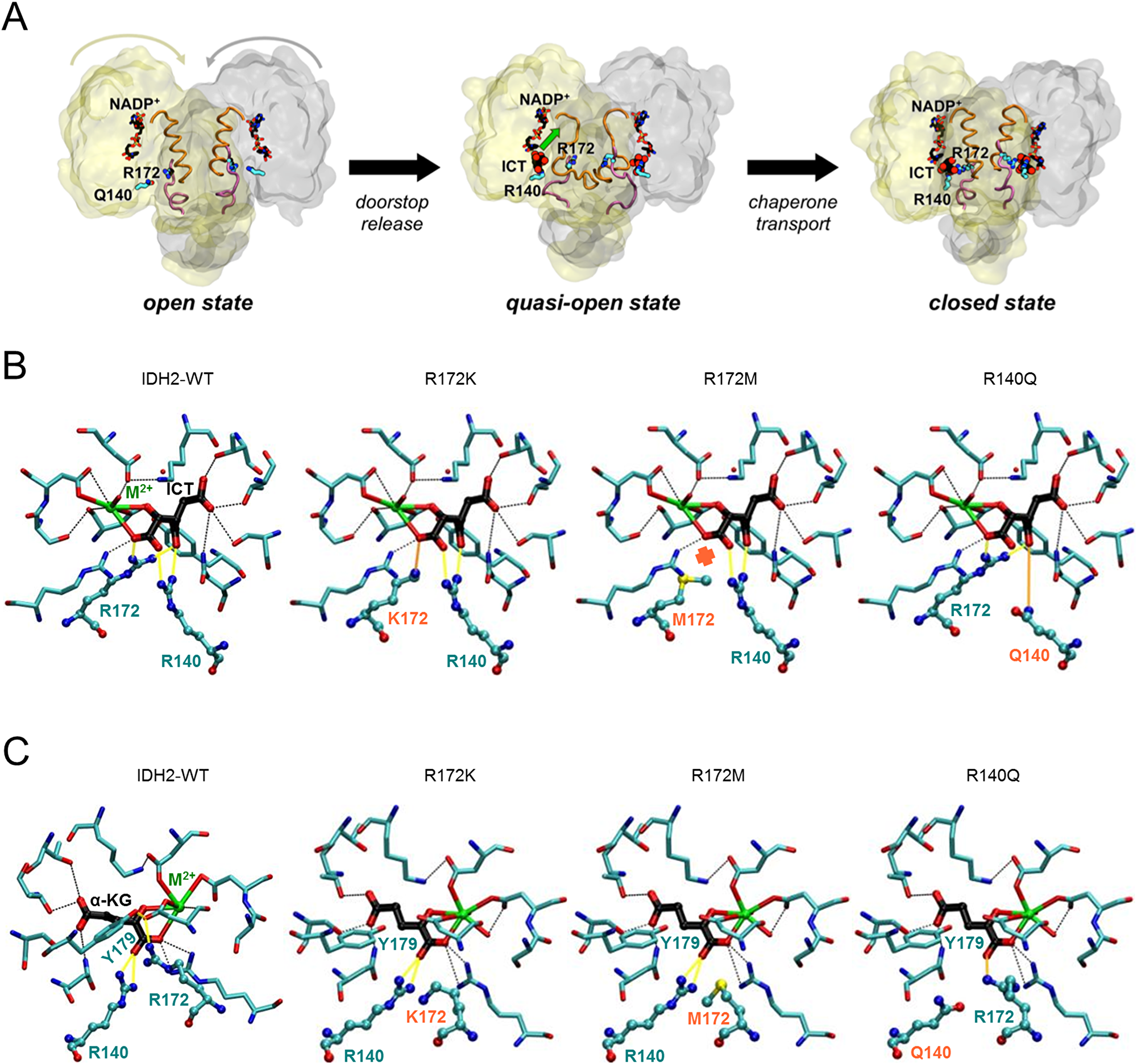 Figure 8: (R)-2-HG suppresses tumor colony formation following transformation with oncogenic Ras.
