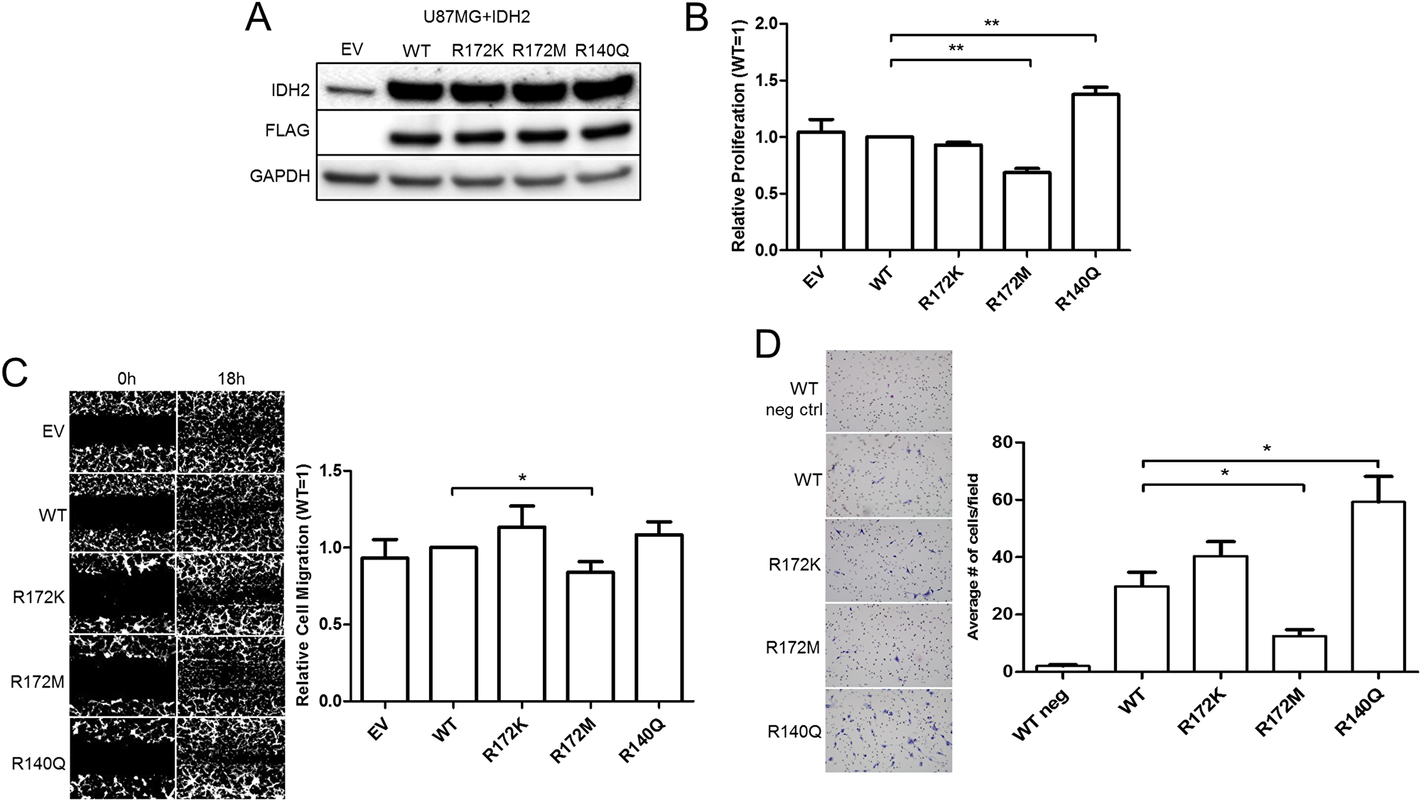 IDH2 mutations alter the tumorigenic properties of U87MG glioblastoma cells.
